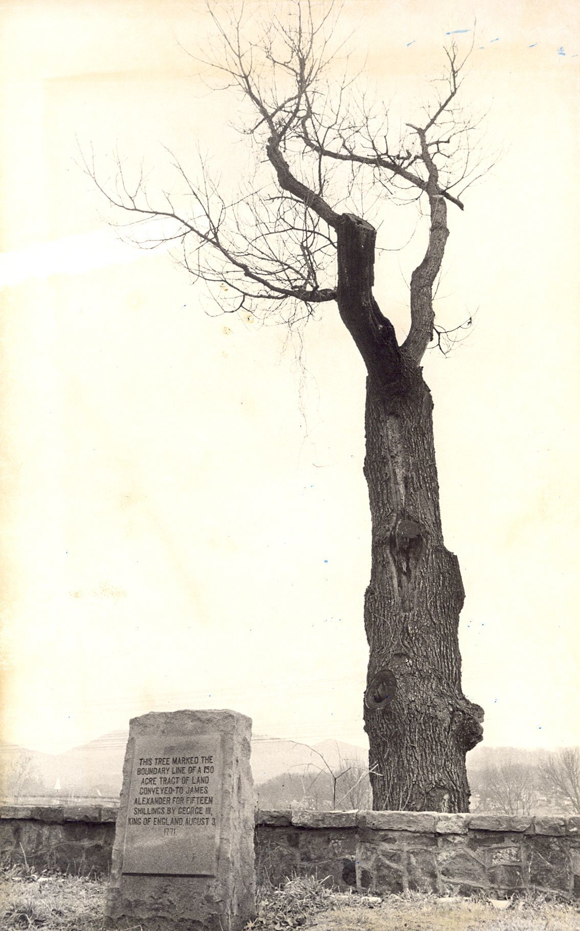 Boundary oak
